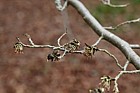 Parrotia persica
