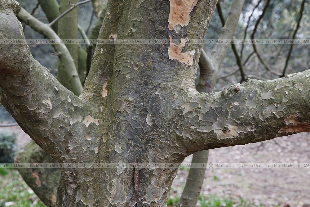 Parrotia persica