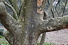 Parrotia persica