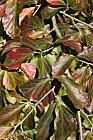 Parrotia persica Persian Ironwood