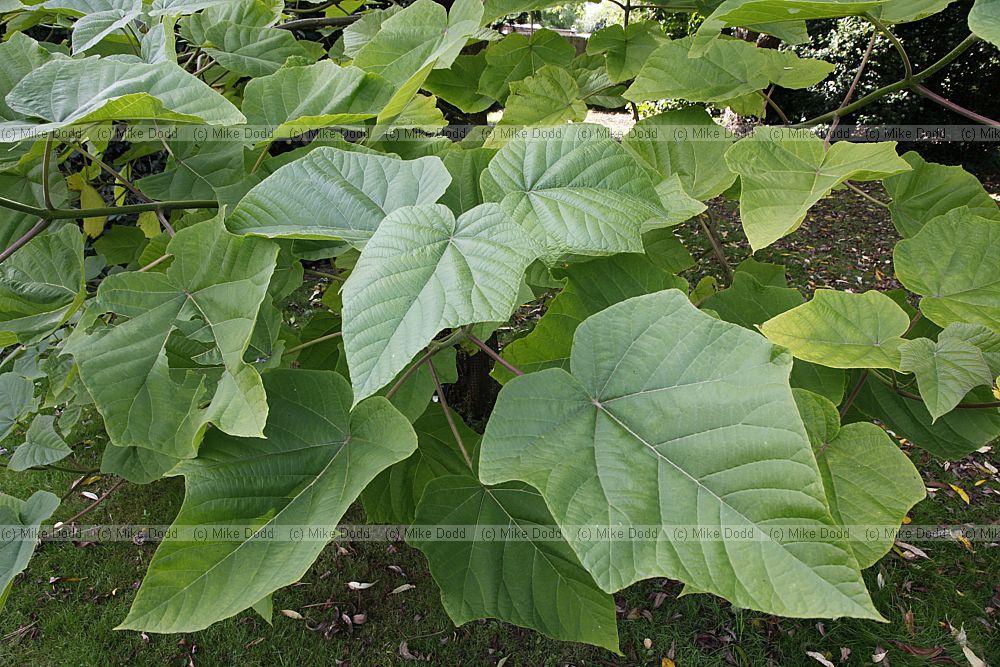 Paulownia elongata