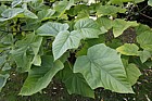 Paulownia elongata