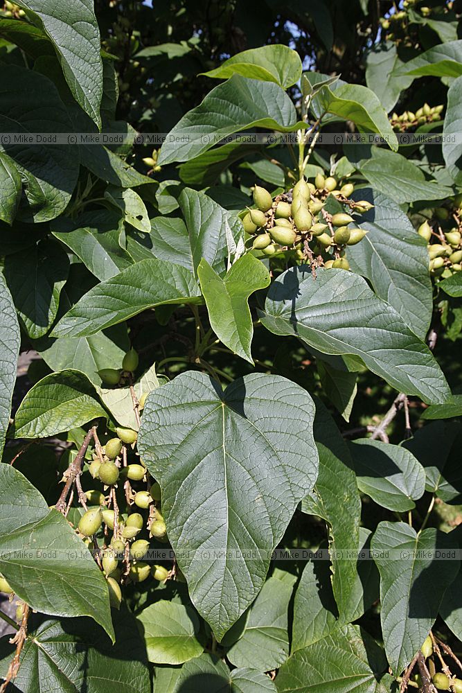 Paulownia kawakami