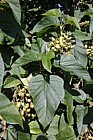 Paulownia kawakami