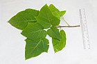 Paulownia tomentosa Foxglove Tree