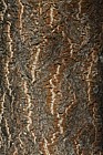 Phellodendron amurense Amur Cork Tree