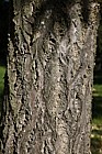 Phellodendron amurense Amur Cork Tree
