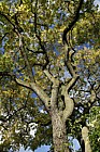 Phellodendron amurense var sachalinense Amur Cork Tree
