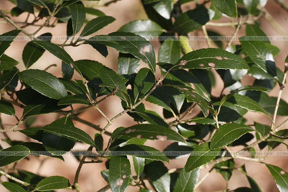 Phillyrea latifolia
