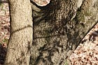 Phillyrea latifolia