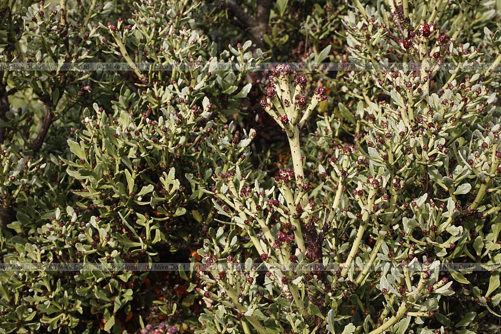 Phyllocladus trichomanoides var alpinus 'Tanekaha'