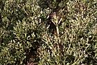 Phyllocladus trichomanoides var alpinus 'Tanekaha'