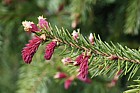 Picea abies Norway spruce (not sure which cultivar e g 'Rydal' or 'Rubra spicata')