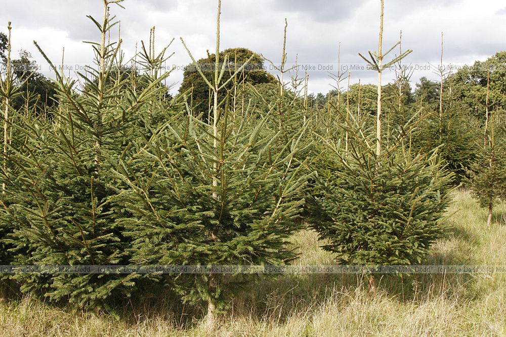 Picea abies Norway Spruce christmas tree