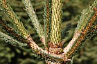 Picea abies Norway Spruce christmas tree