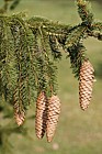 Picea abies