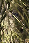 Picea abies