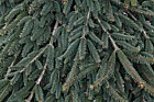 Picea abies 'Reflexa' Weeping Norway Spruce