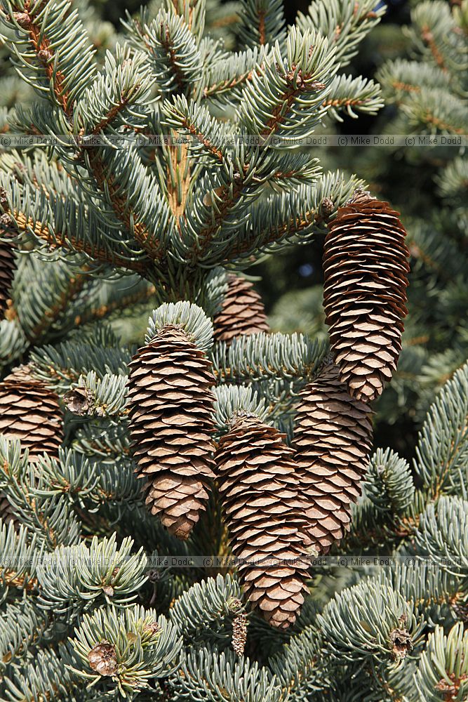 Picea asperata