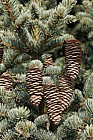 Picea asperata