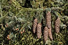 Picea asperata