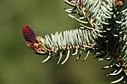 Picea asperata