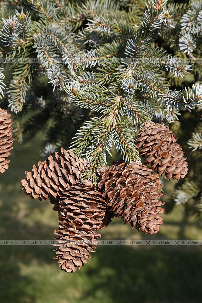 Picea bicolor var reflexa