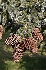 Picea bicolor var reflexa