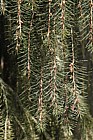 Picea breweriana