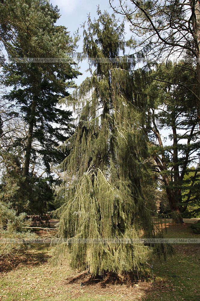 Picea breweriana