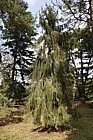 Picea breweriana