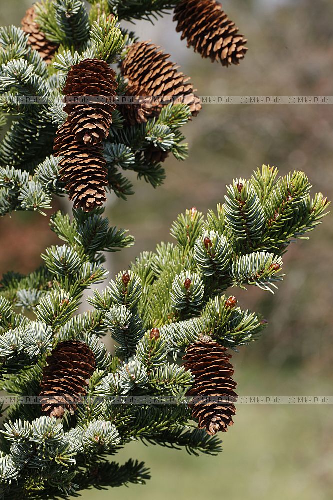 Picea glehnii
