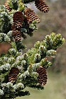 Picea glehnii