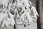 Picea abies in snow