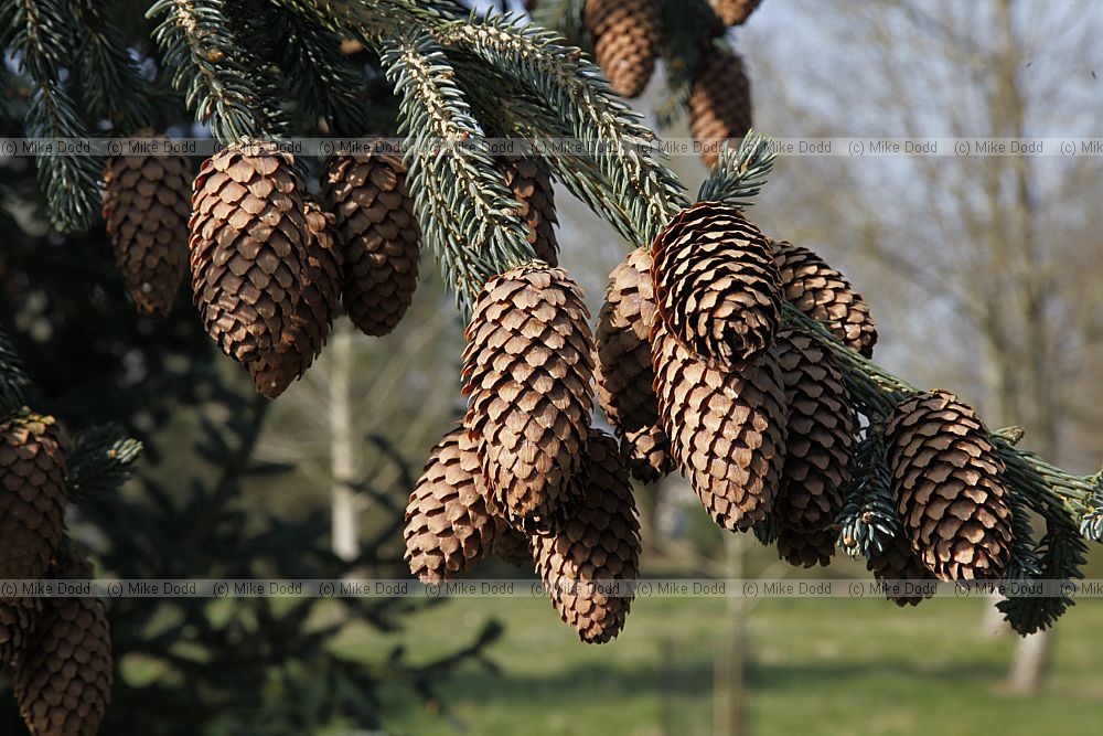 Picea likiangensis subsp balfouriana