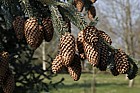 Picea likiangensis subsp balfouriana