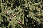 Picea likiangensis Lijiang spruce