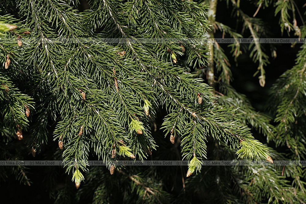 Picea meyeri