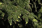 Picea meyeri