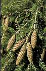 Picea morrisonicola