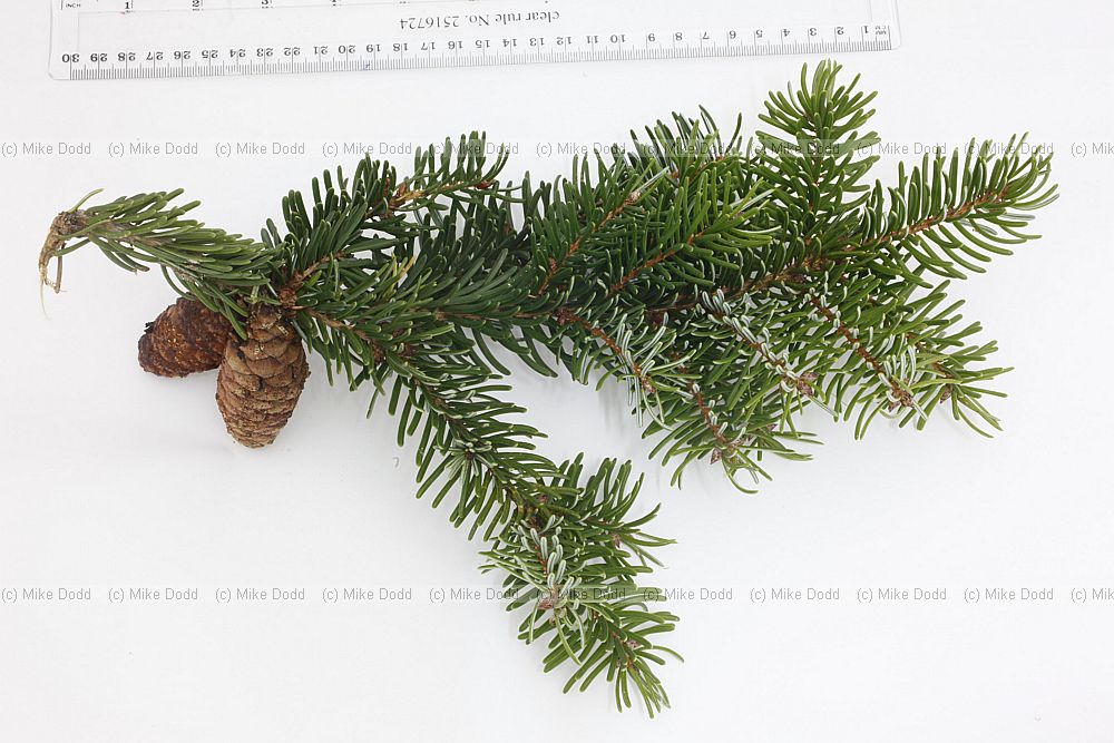 Picea omorika Serbian Spruce ?possibly (other Picea omorika around but this one was only one with cones low enough to reach note lack of hairs on branch tree well clothed in branches down to ground and this one hit ground and came up again)