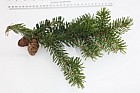 Picea omorika Serbian Spruce ?possibly (other Picea omorika around but this one was only one with cones low enough to reach note lack of hairs on branch tree well clothed in branches down to ground and this one hit ground and came up again)