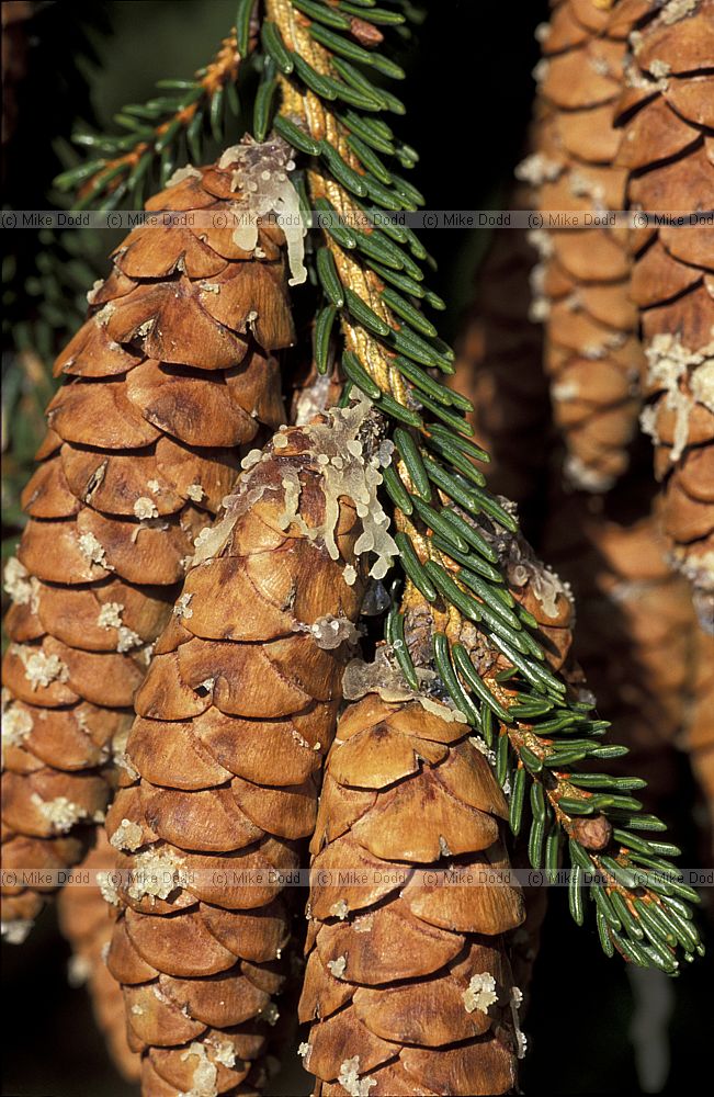 Picea orientalis