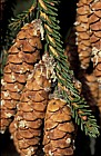Picea orientalis