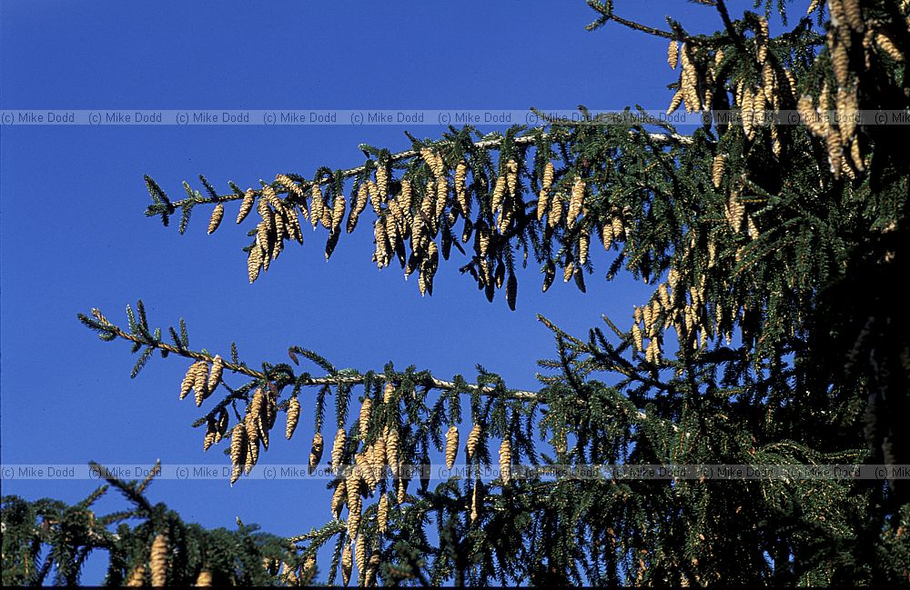 Picea orientalis