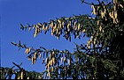 Picea orientalis
