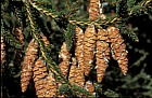 Picea orientalis