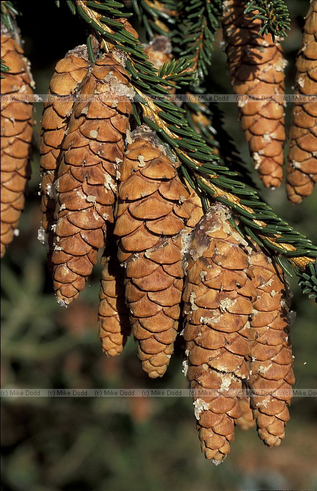 Picea orientalis