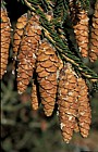 Picea orientalis