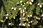 Picea orientalis Oriental spruce